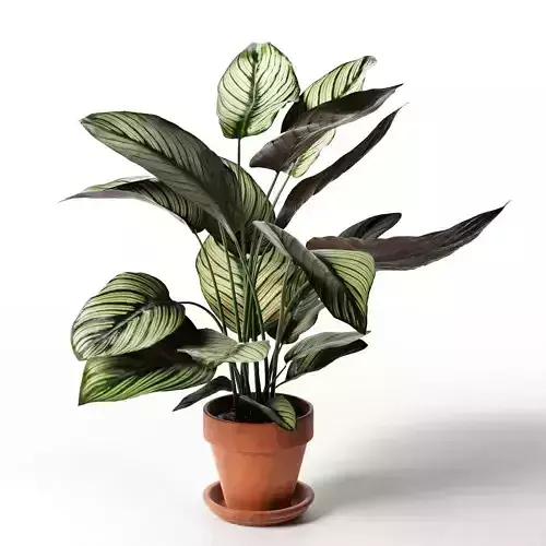 Calathea Ornata Sanderiana in Pot 3 3D model