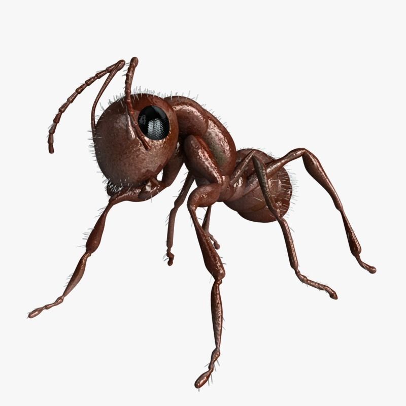 Carpenter Ant 3D model_5