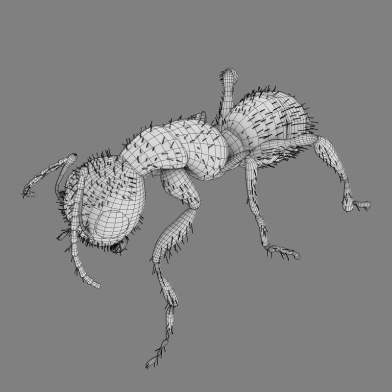 Carpenter Ant 3D model_10