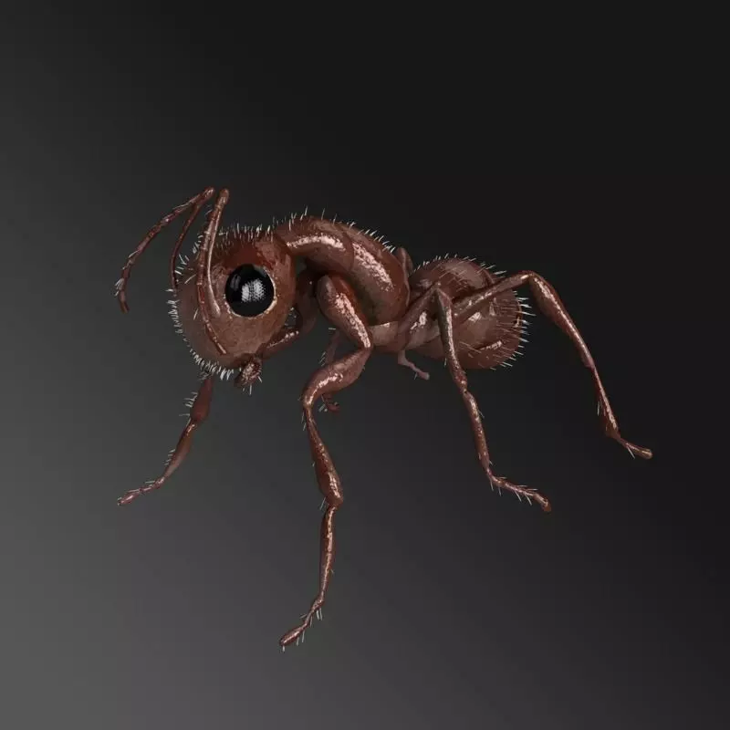 Carpenter Ant 3D model_0
