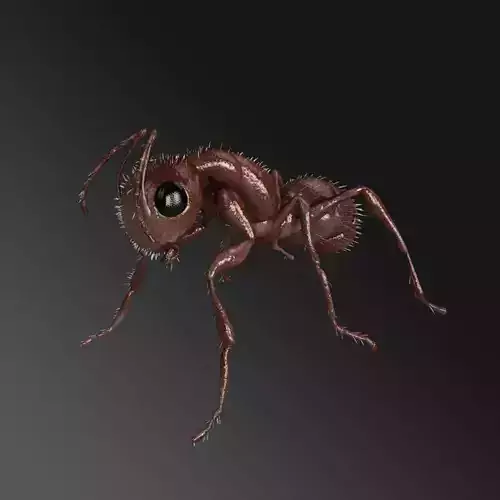 Carpenter Ant