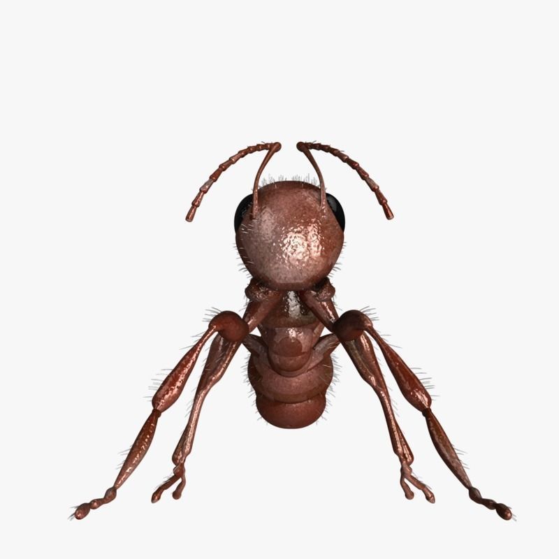 Carpenter Ant 3D model_3