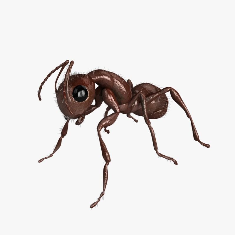 Carpenter Ant 3D model_2
