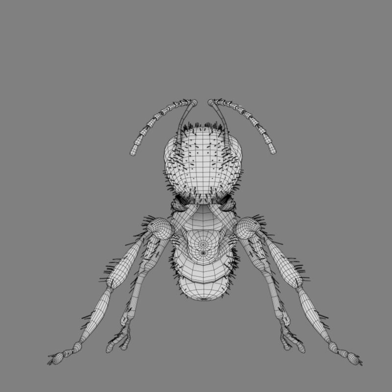 Carpenter Ant 3D model_8