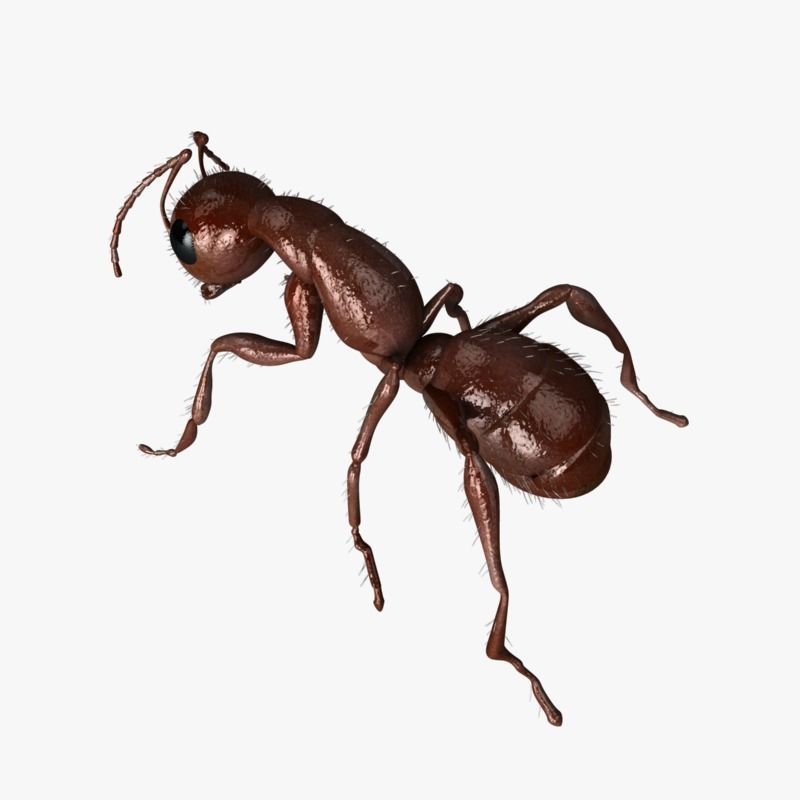 Carpenter Ant 3D model_4
