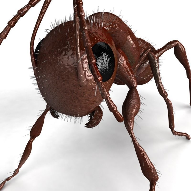 Carpenter Ant 3D model_1