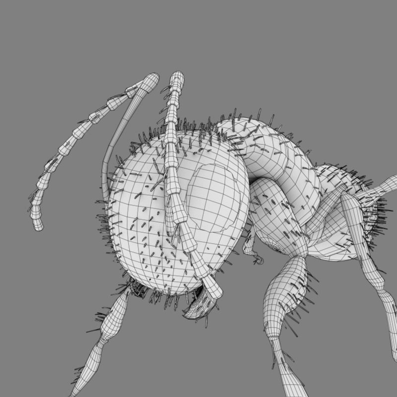 Carpenter Ant 3D model_9