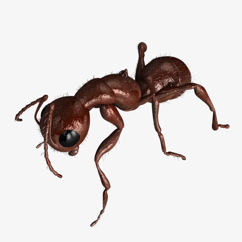 Carpenter Ant 3D model_6
