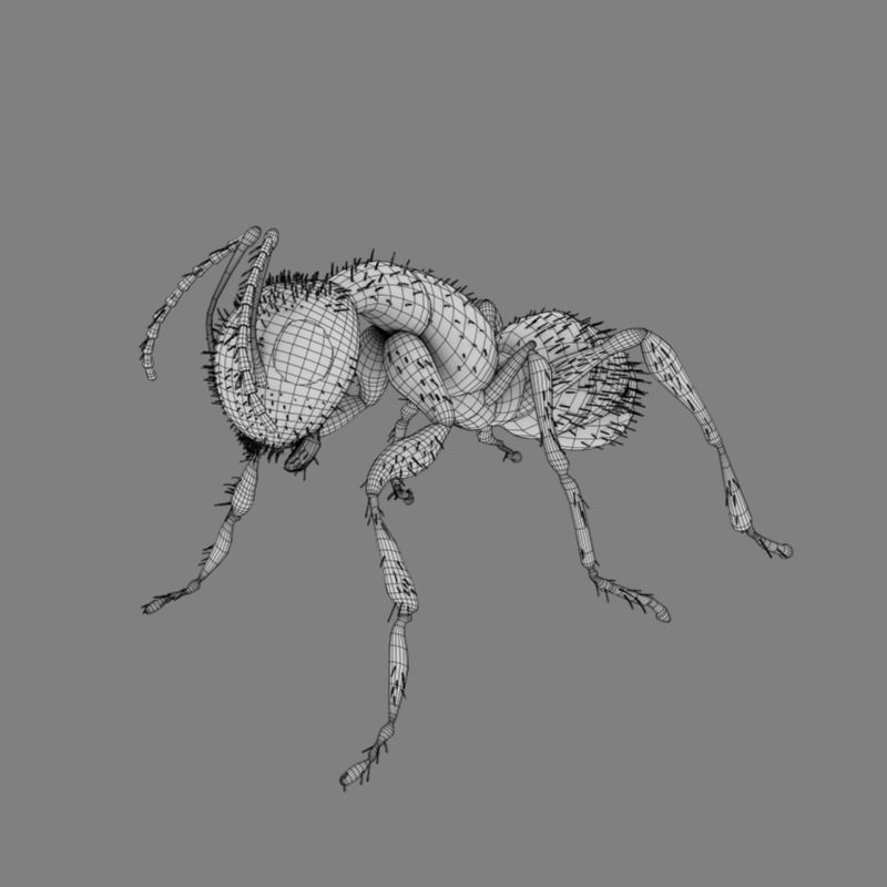 Carpenter Ant 3D model_7