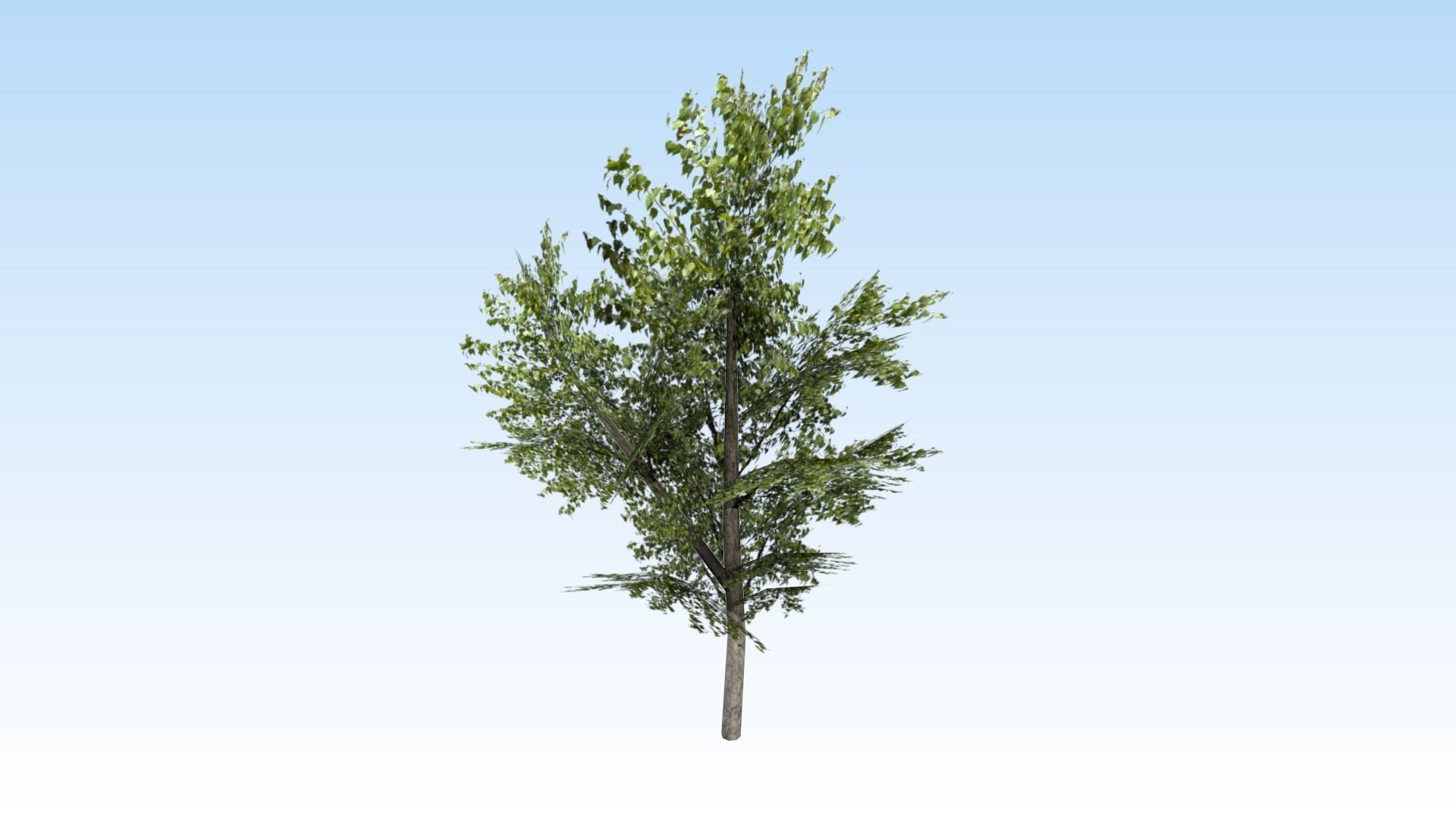 Game-ready trees pack Low-poly 3D model_7
