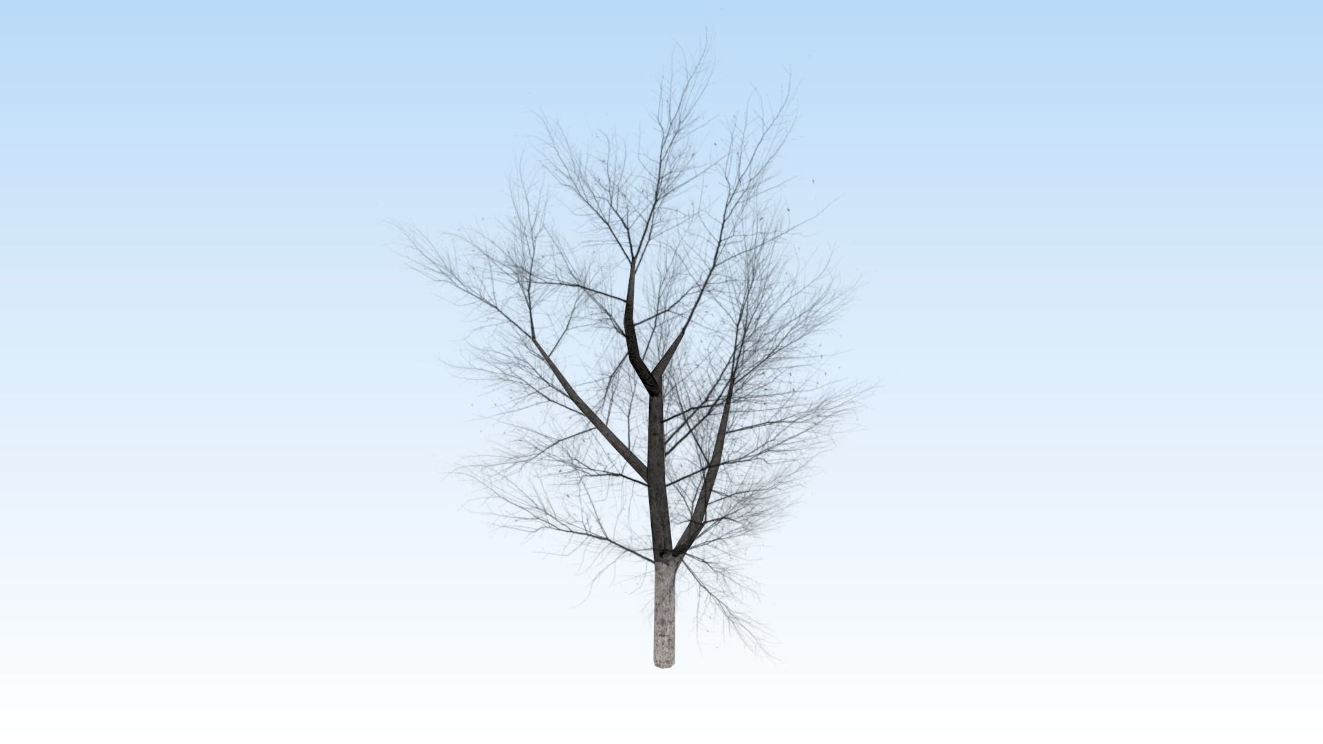 Game-ready trees pack Low-poly 3D model_6