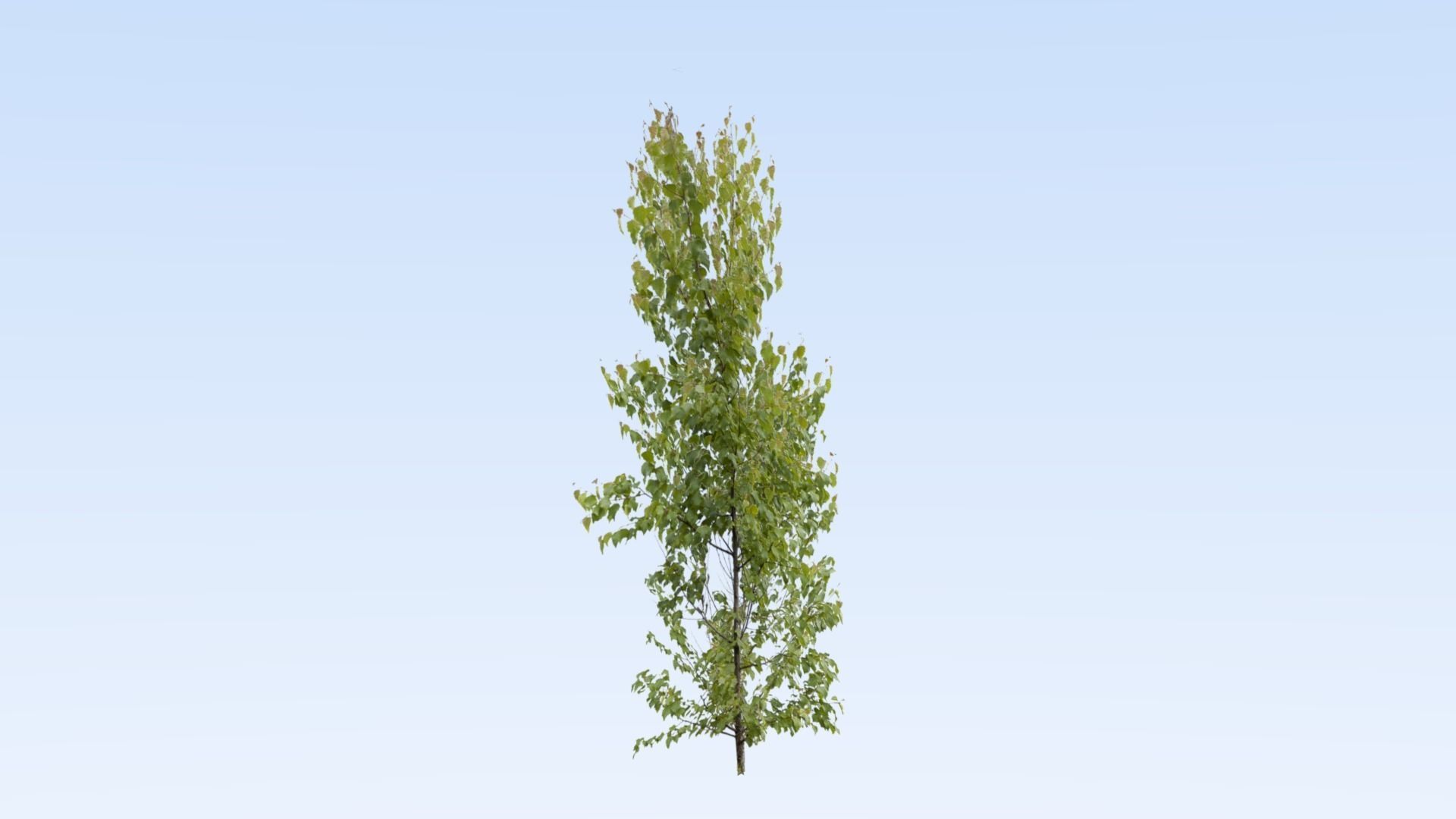 Game-ready trees pack Low-poly 3D model_16