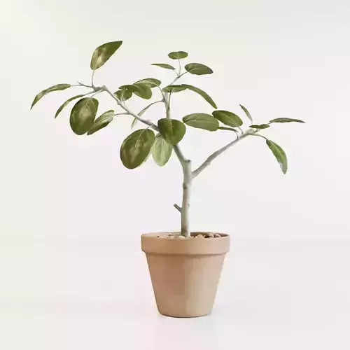 Ficus altissima