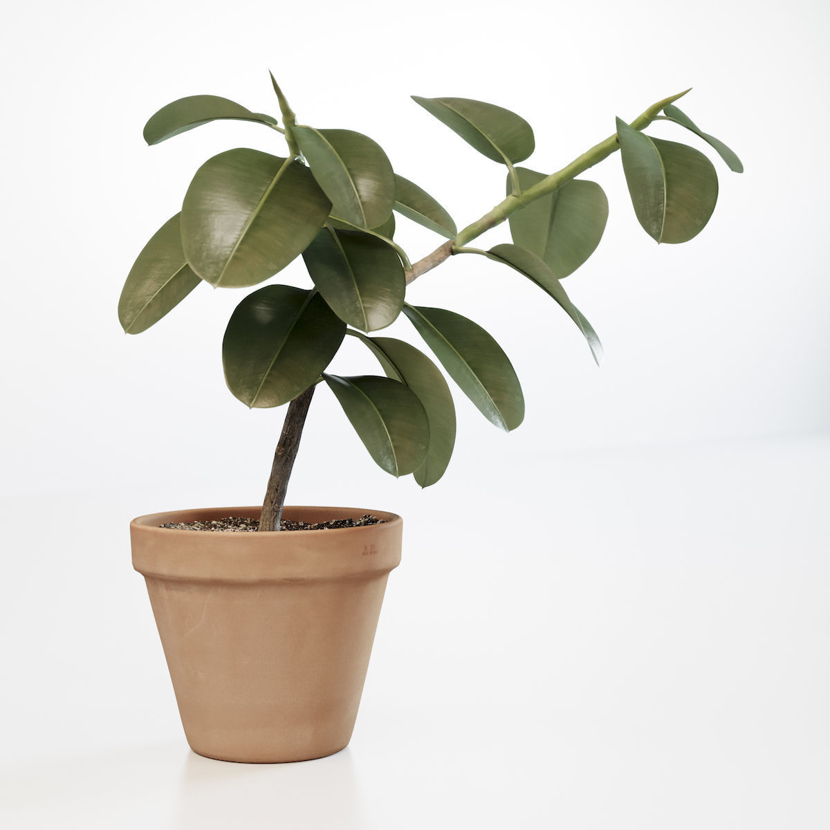 Ficus elastica 3D model_6