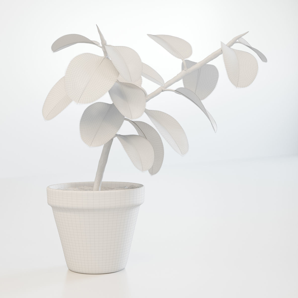 Ficus elastica 3D model_7