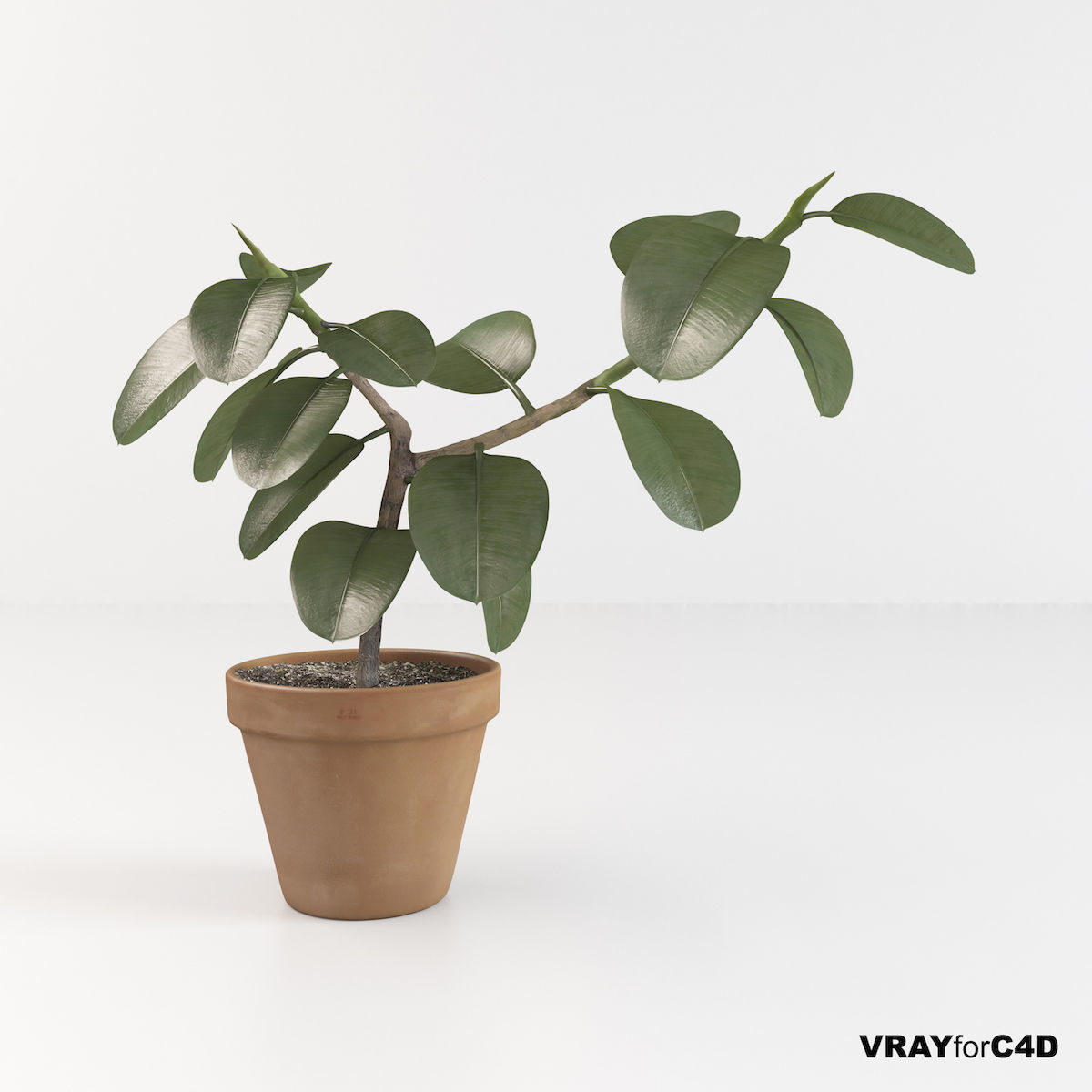 Ficus elastica 3D model_9