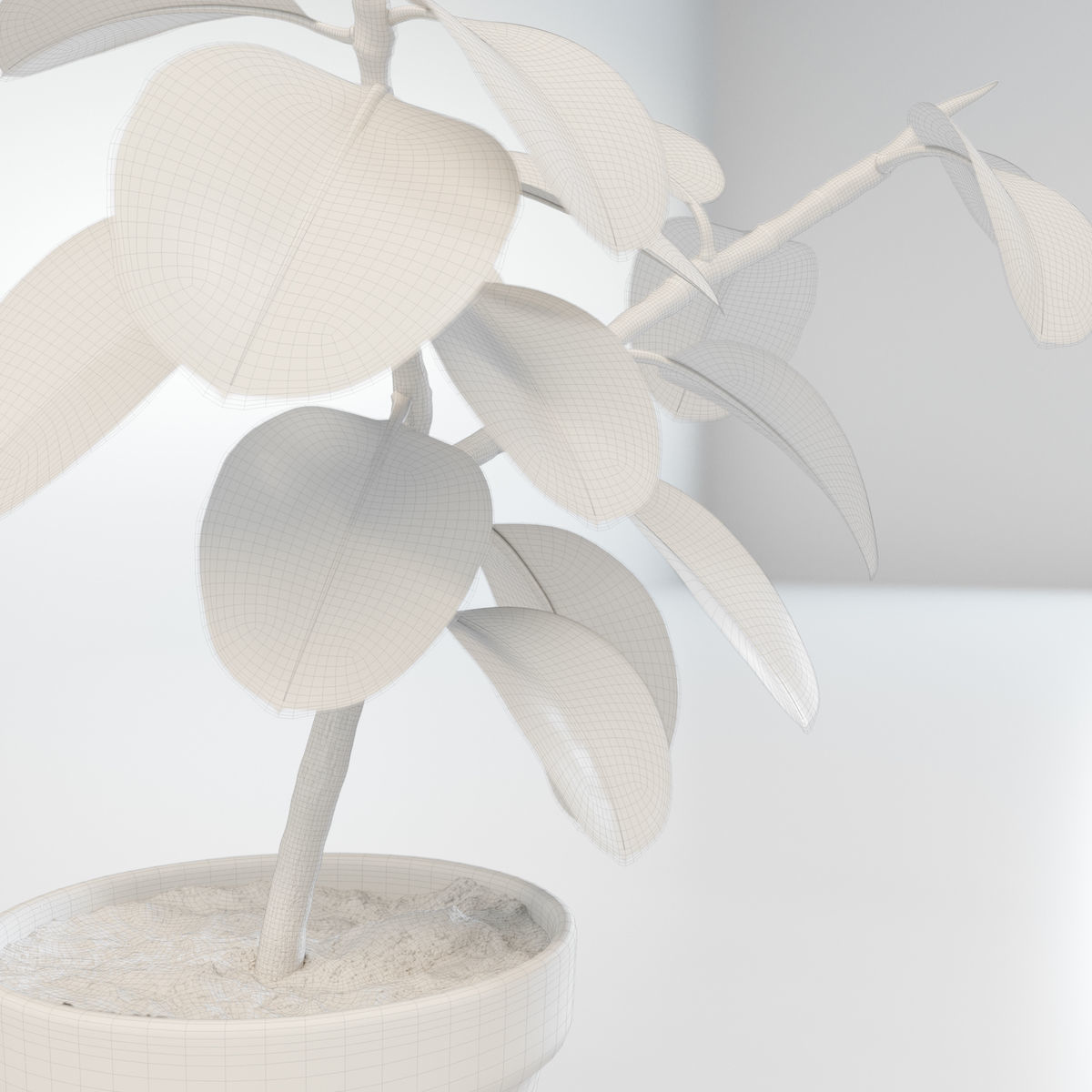 Ficus elastica 3D model_5