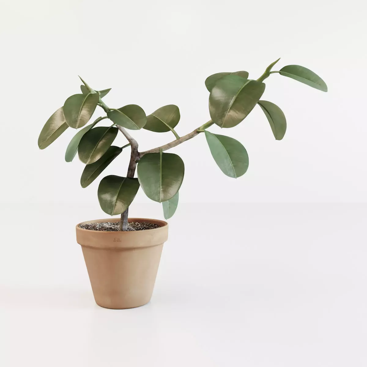 Ficus elastica 3D model_0