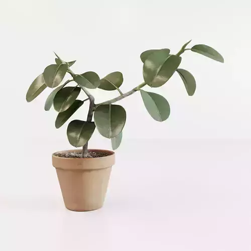 Ficus elastica