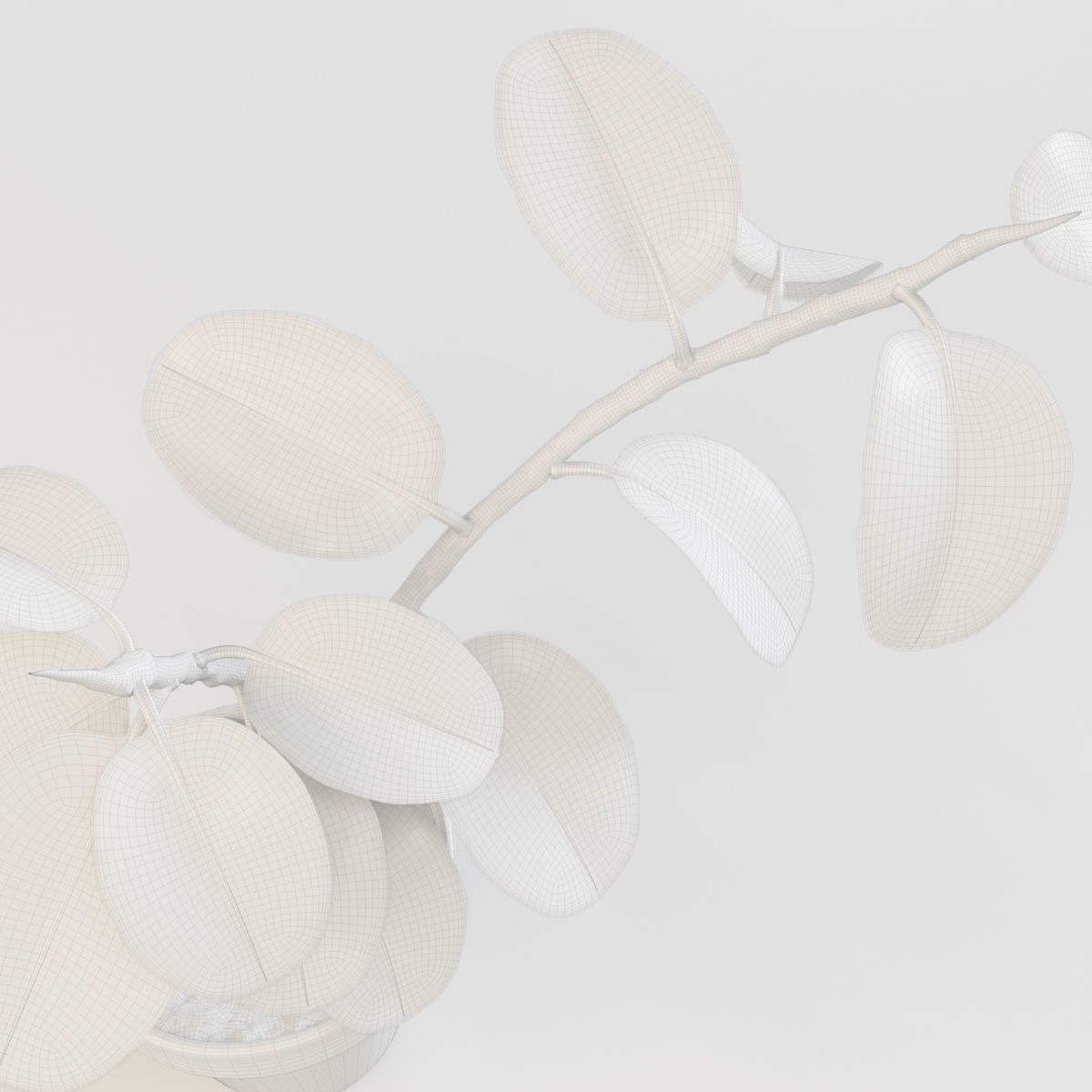 Ficus elastica 3D model_3