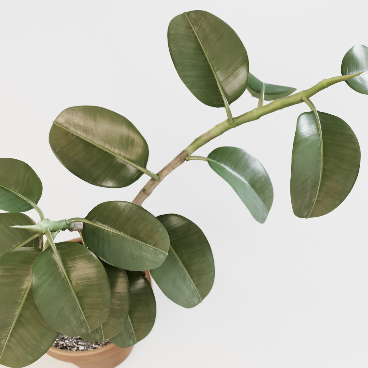 Ficus elastica 3D model_2