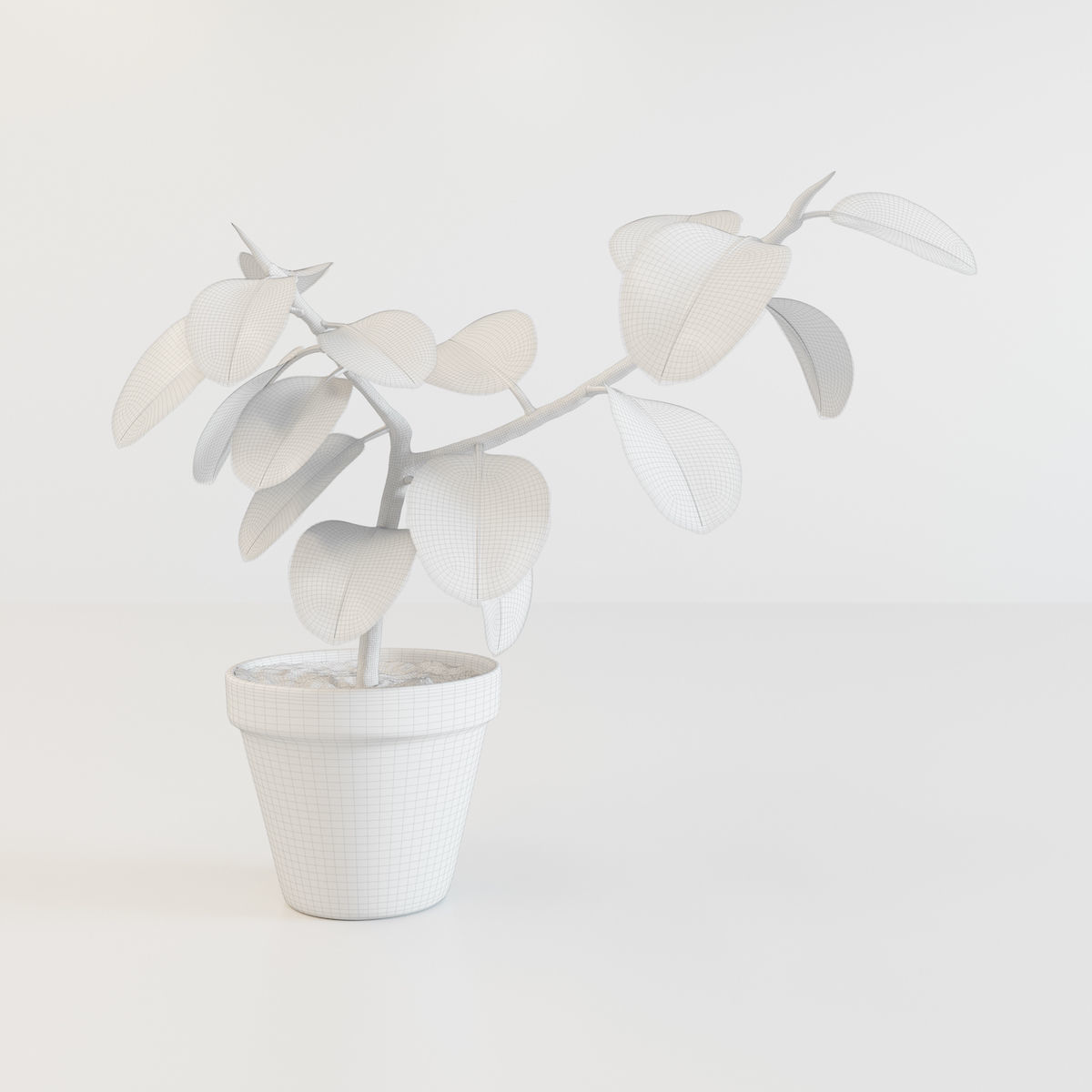 Ficus elastica 3D model_1