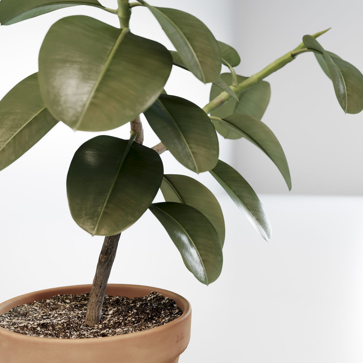 Ficus elastica 3D model_4
