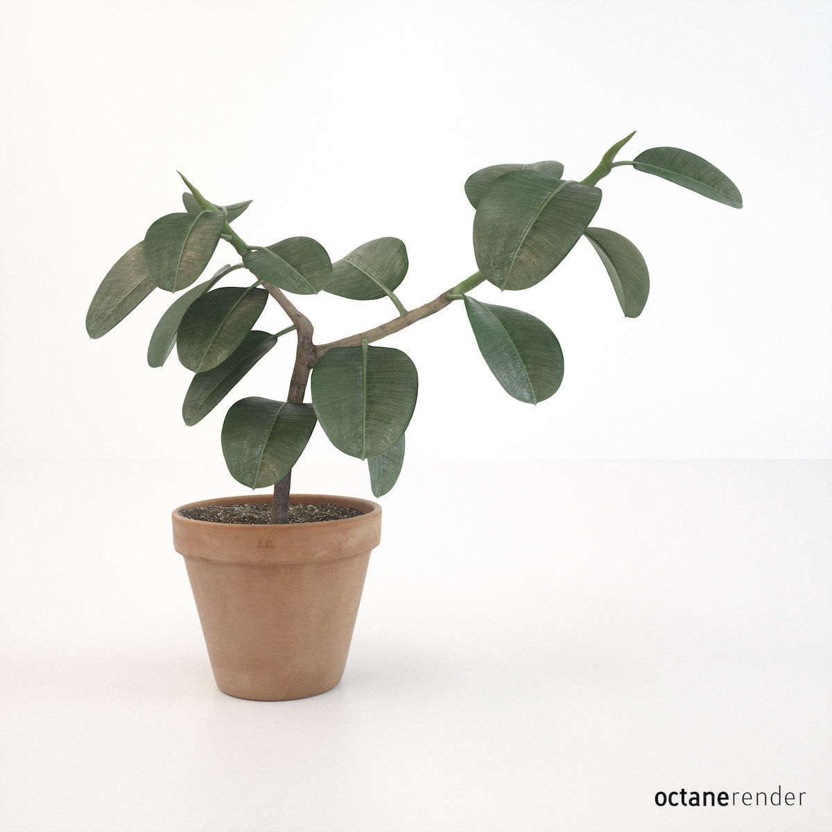 Ficus elastica 3D model_8