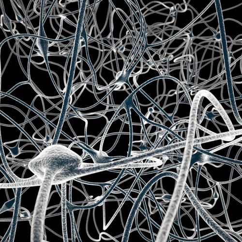 Nerves Maya 3D model