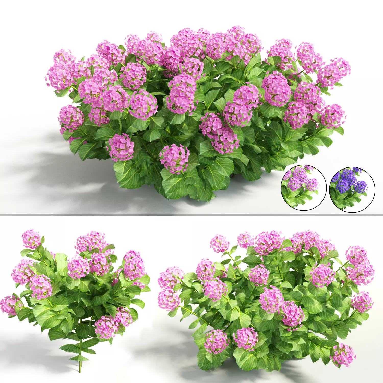 Plants Hydrangea 3D model
