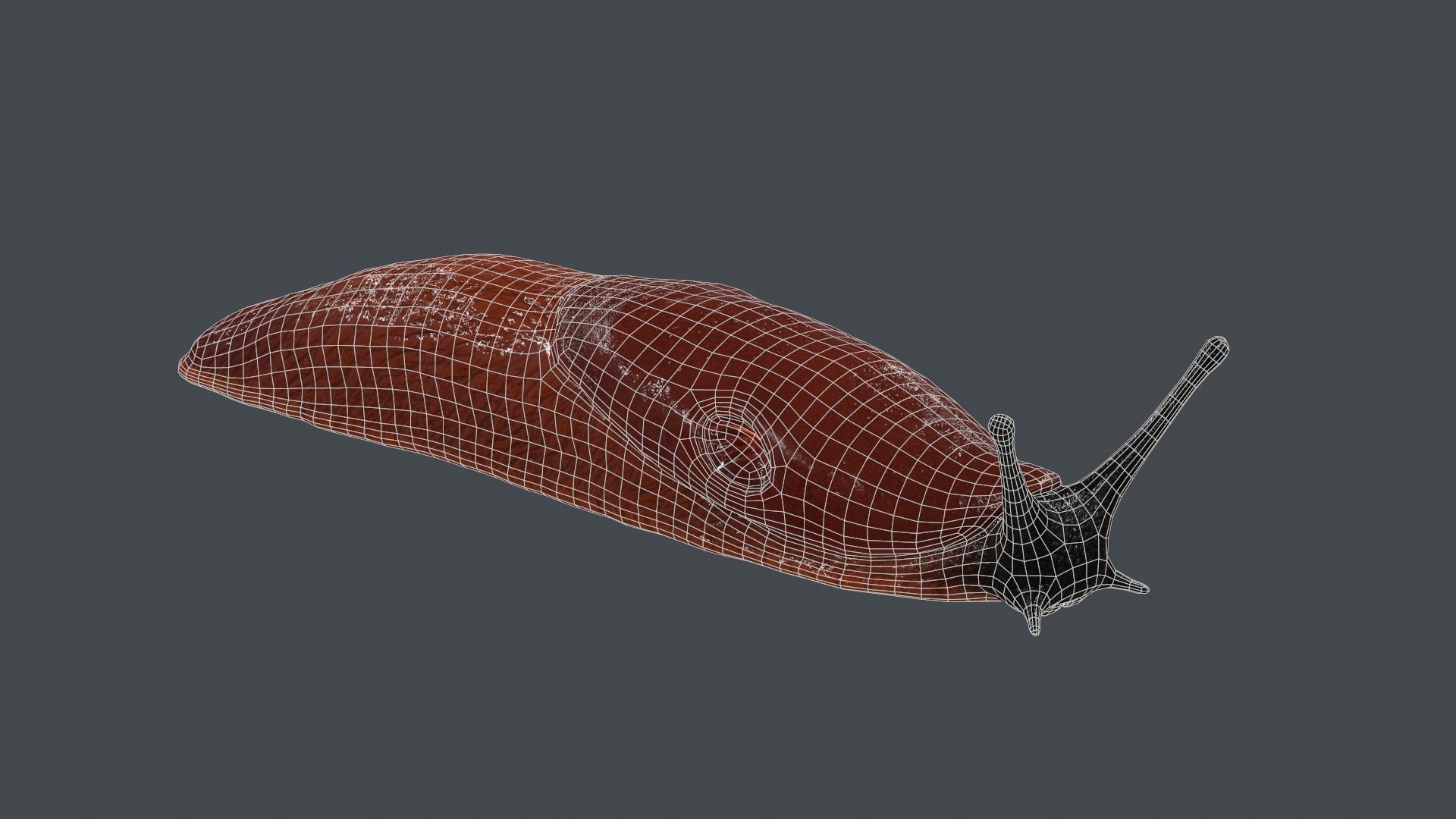 Arion Vulgaris Low-poly 3D model_10