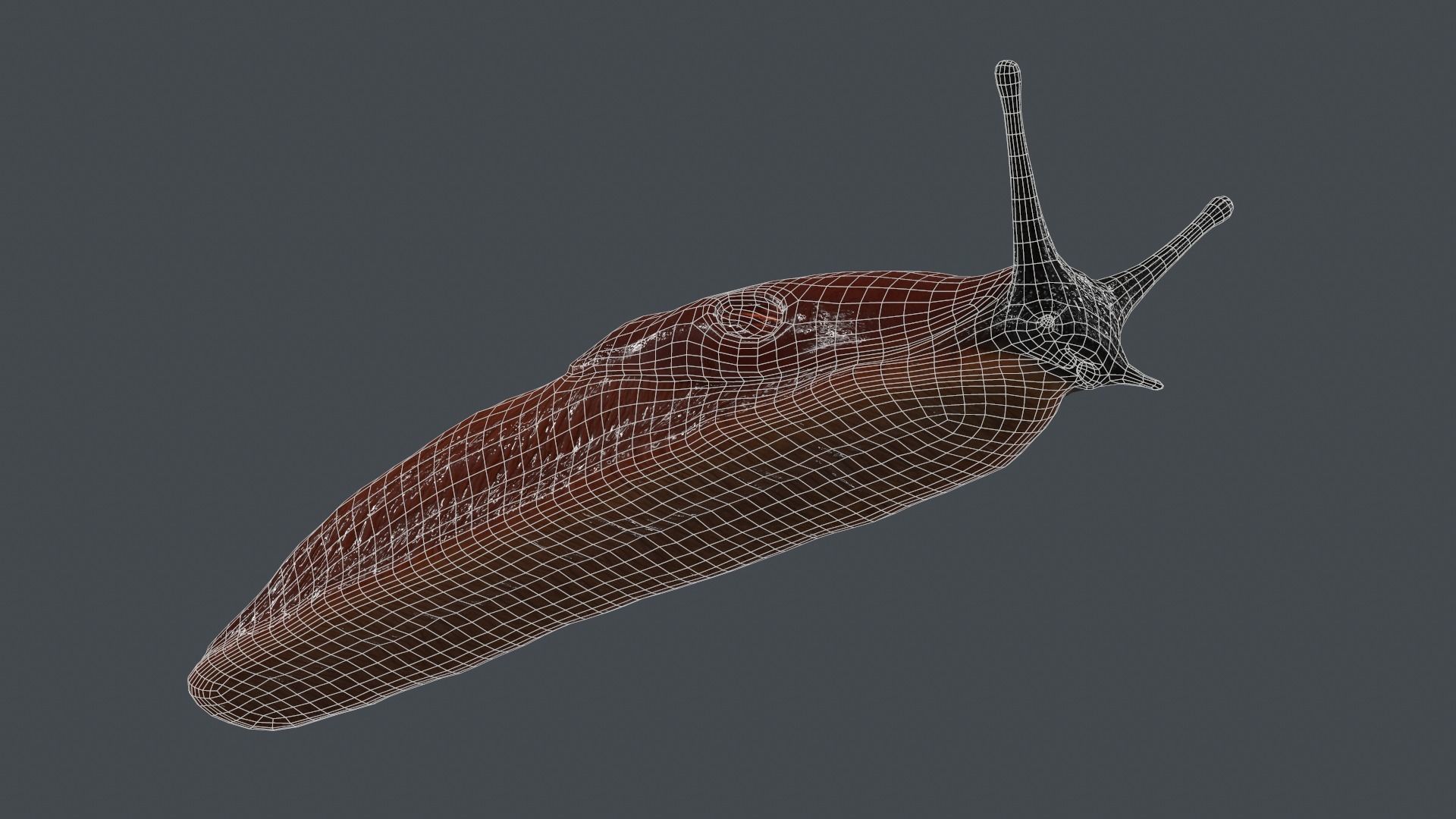 Arion Vulgaris Low-poly 3D model_11