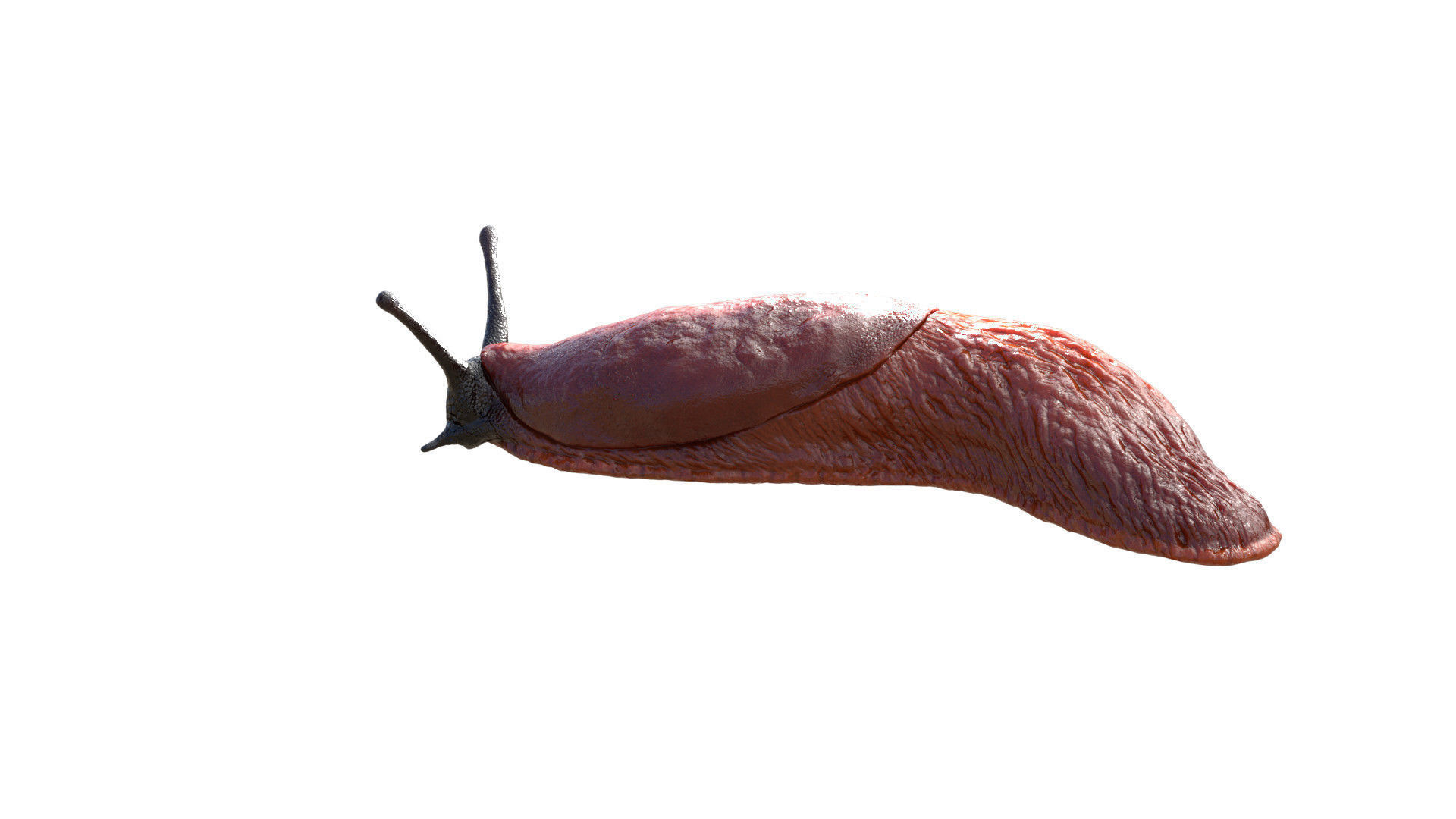 Arion Vulgaris Low-poly 3D model_5