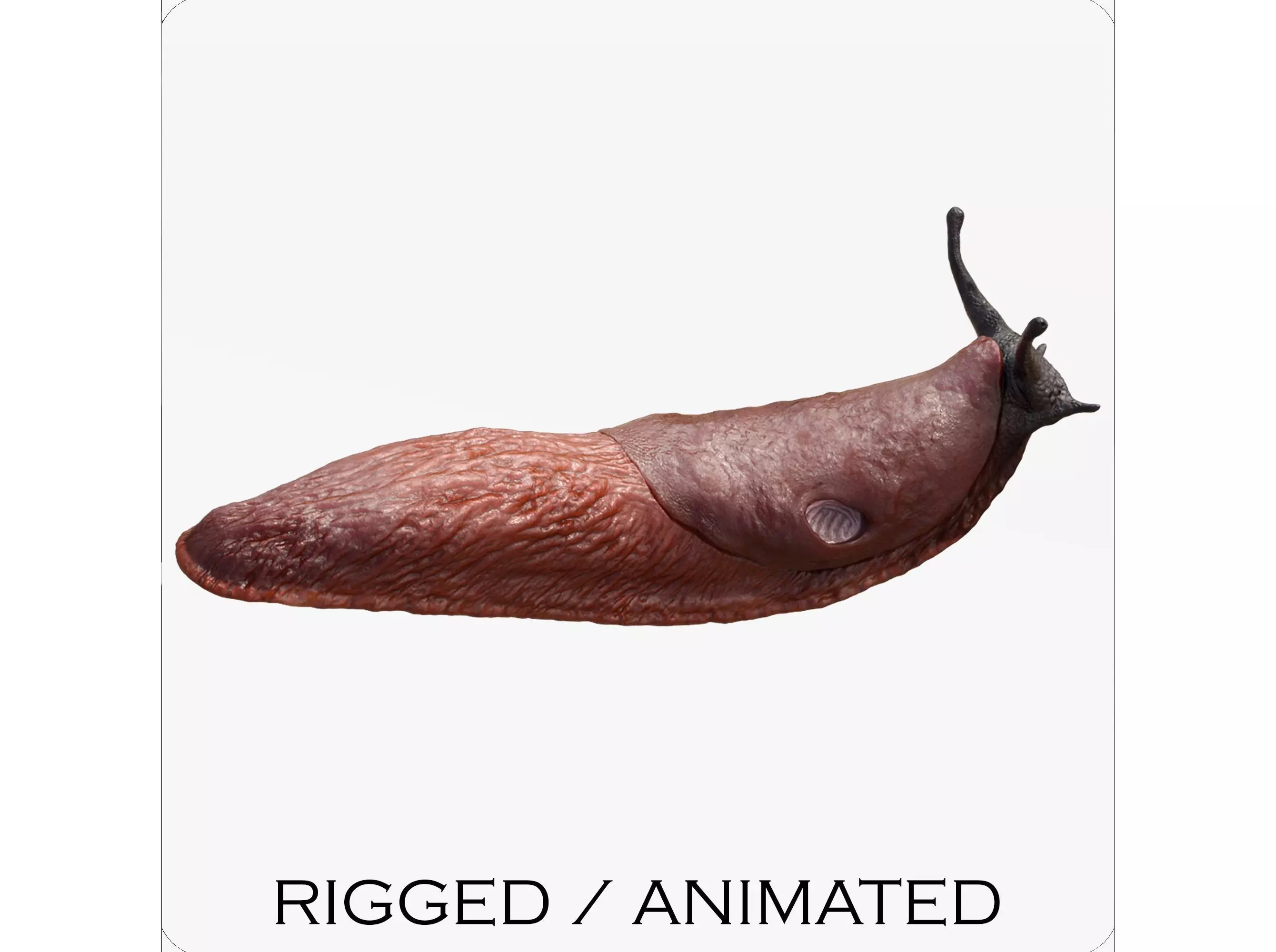 Arion Vulgaris Low-poly 3D model_0