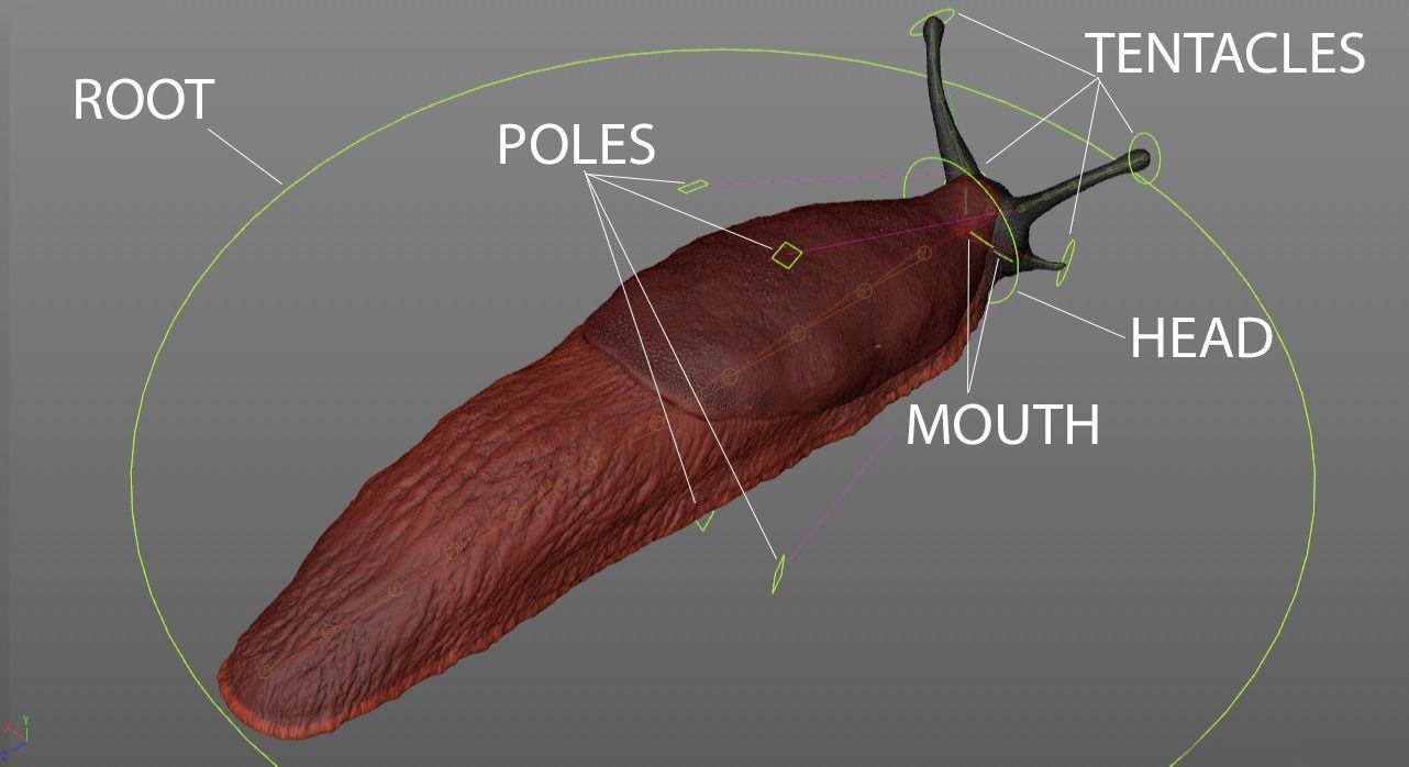 Arion Vulgaris Low-poly 3D model_8