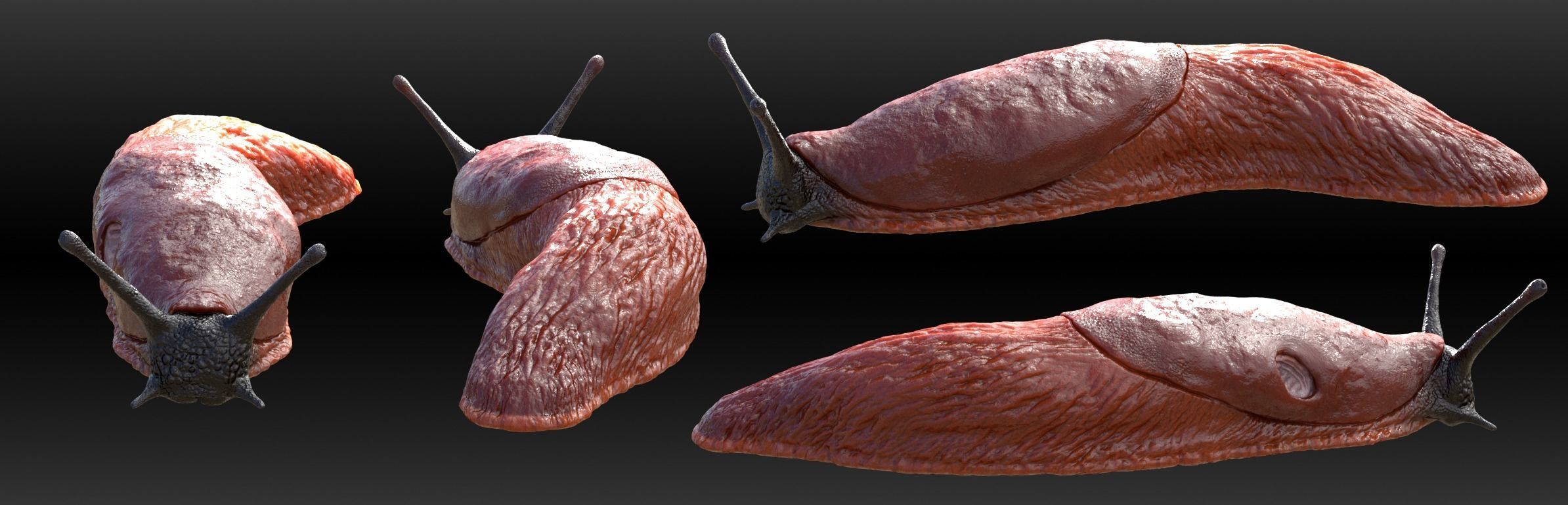 Arion Vulgaris Low-poly 3D model_1