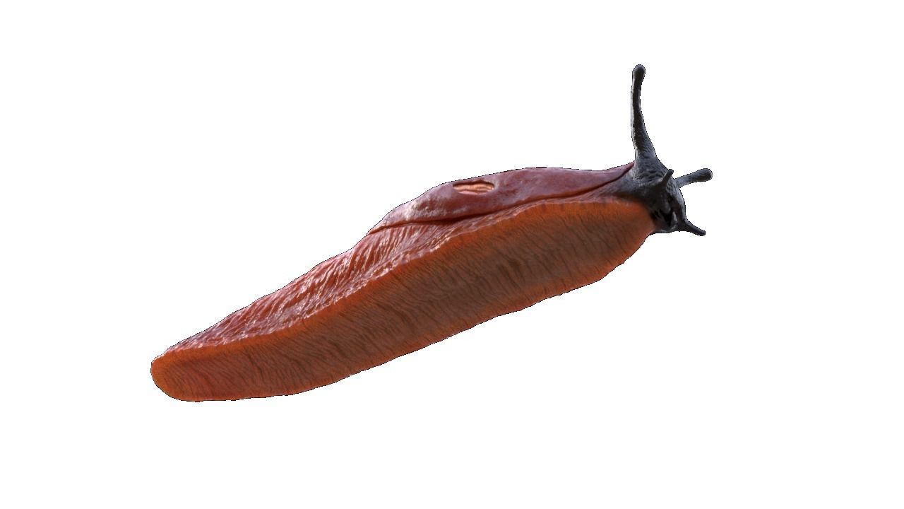 Arion Vulgaris Low-poly 3D model_6