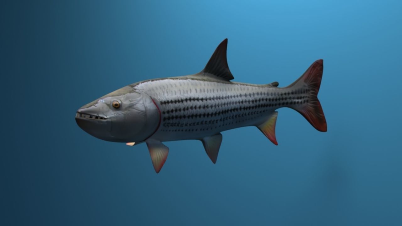 goliaht tiger fish rigged Low-poly 3D model_3