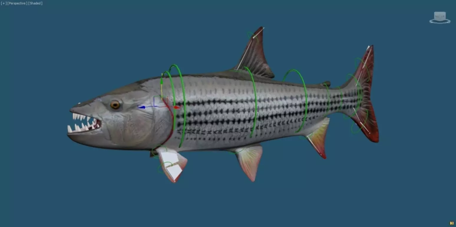 goliaht tiger fish rigged Low-poly 3D model_0