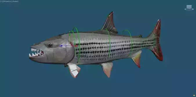 goliaht tiger fish rigged