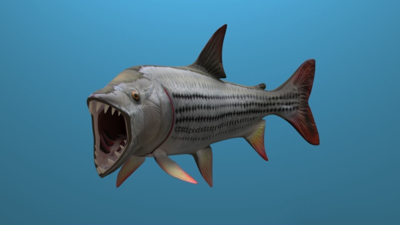 goliaht tiger fish rigged Low-poly 3D model_4