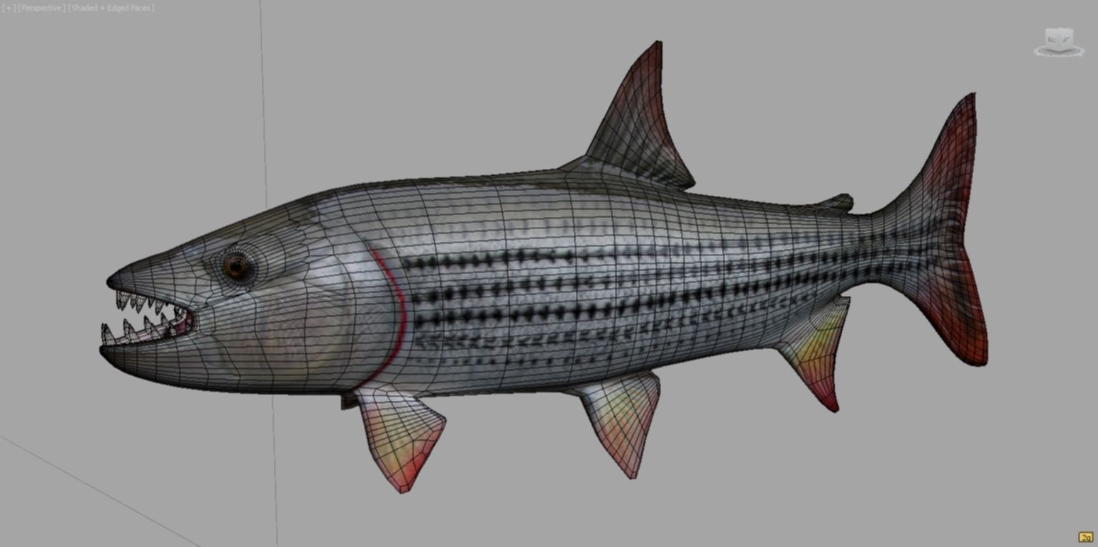 goliaht tiger fish rigged Low-poly 3D model_9