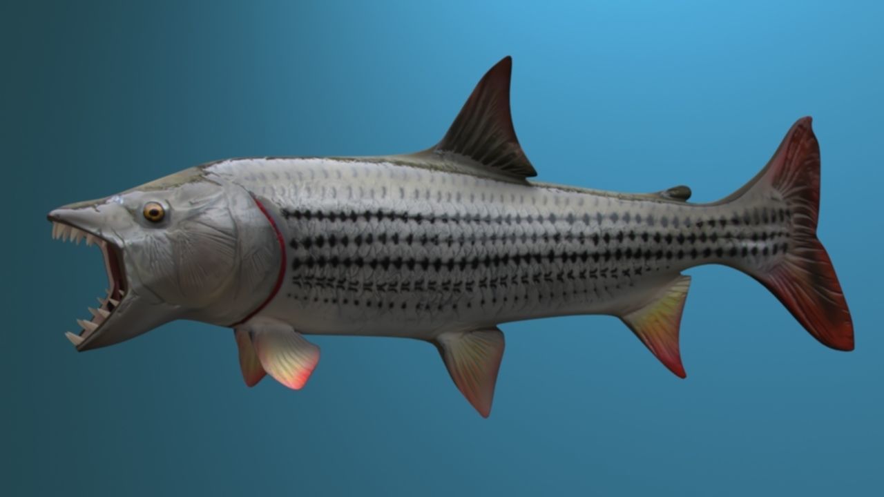 goliaht tiger fish rigged Low-poly 3D model_2