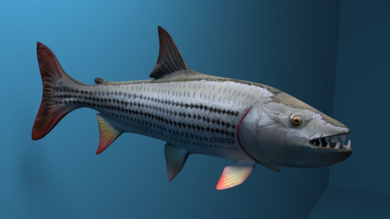 goliaht tiger fish rigged Low-poly 3D model_5