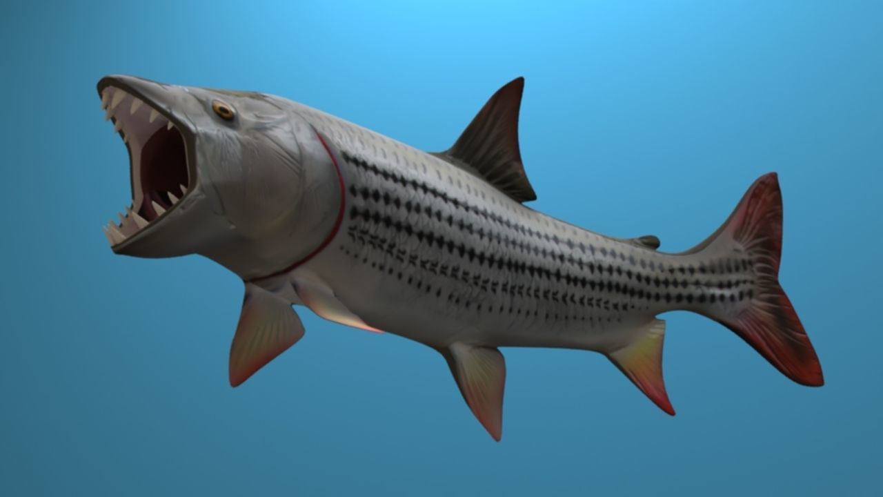 goliaht tiger fish rigged Low-poly 3D model_6