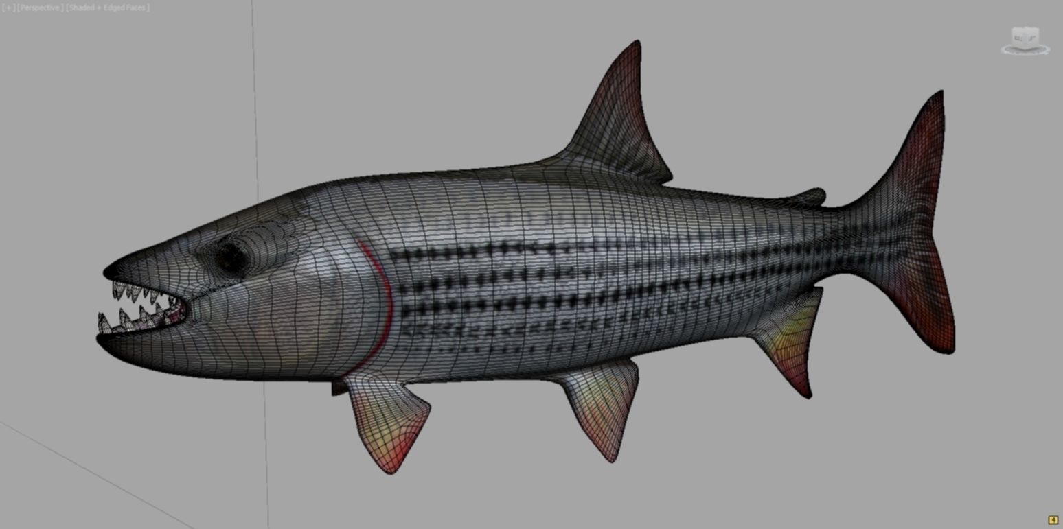 goliaht tiger fish rigged Low-poly 3D model_8