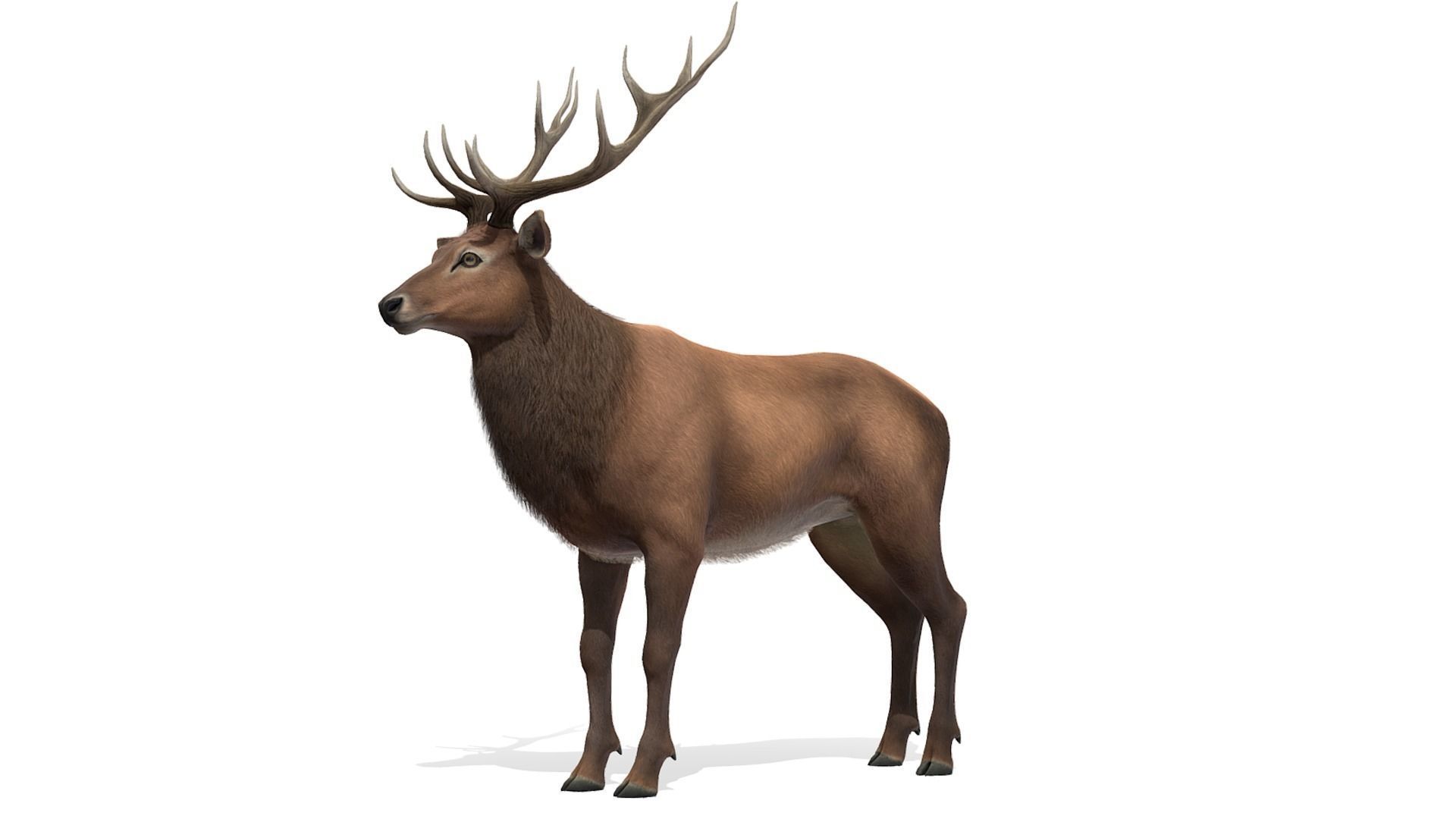 Red Deer stag  Low-poly 3D model_1