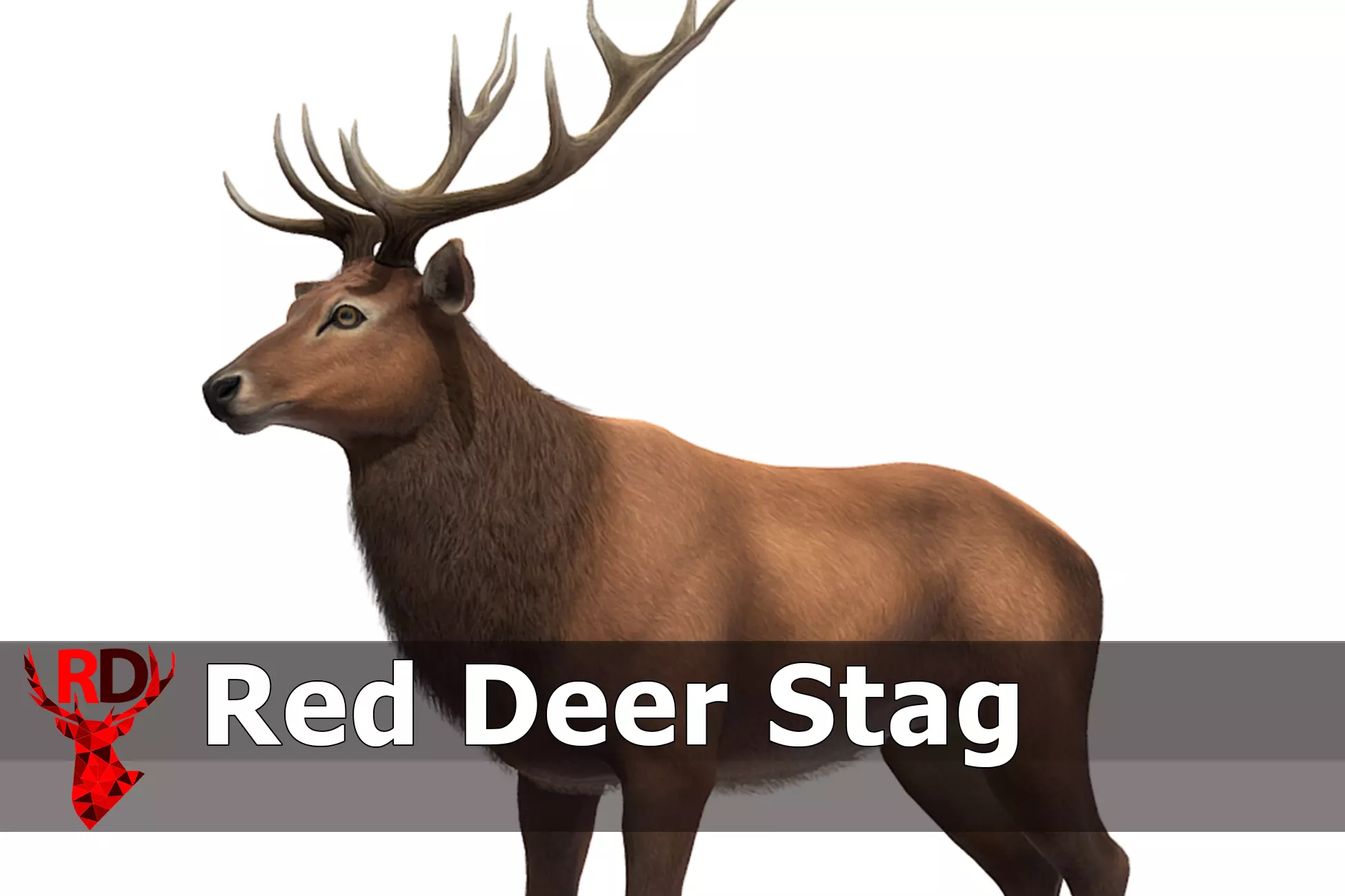Red Deer stag  Low-poly 3D model_0