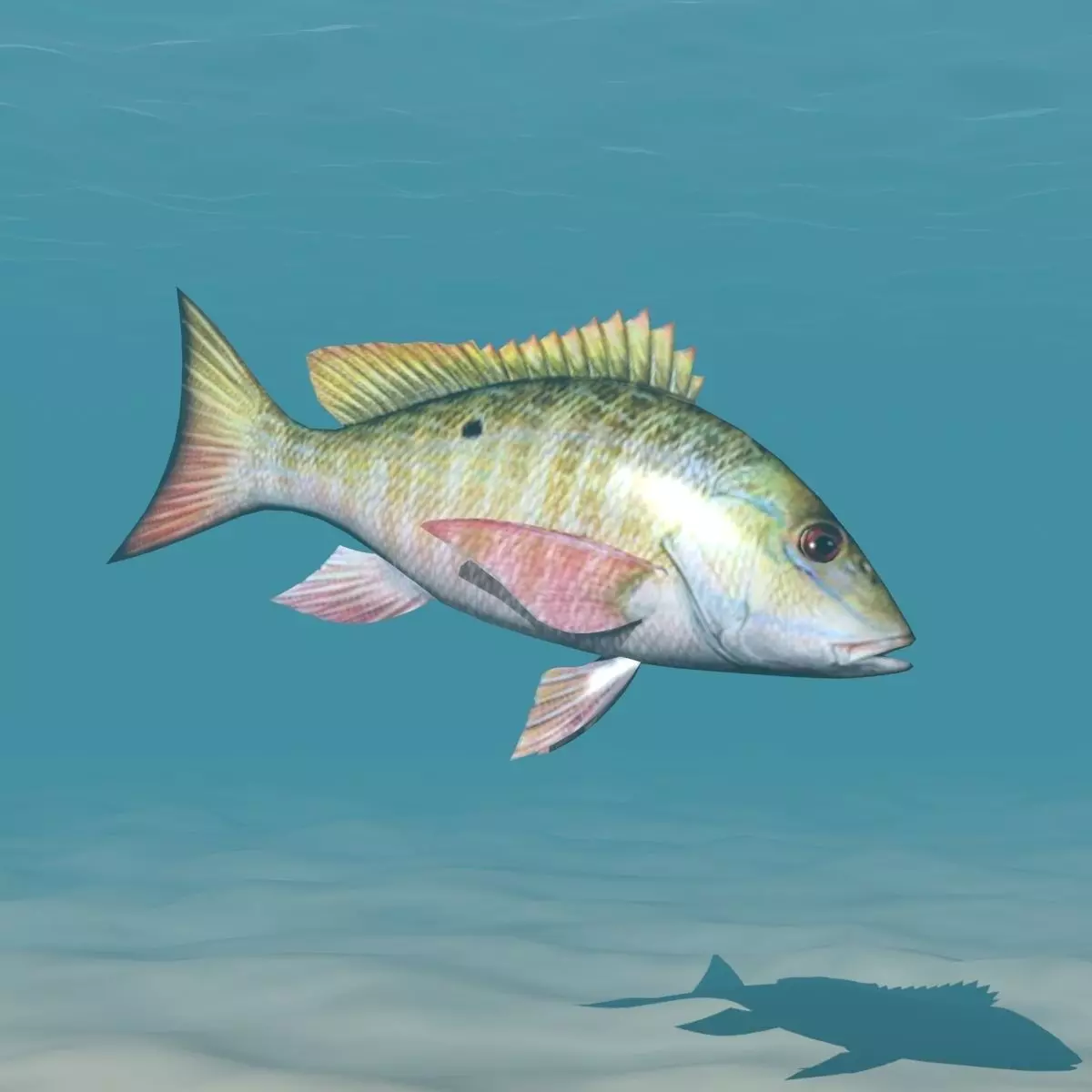 Fish Lane Snapper Low-poly 3D model
