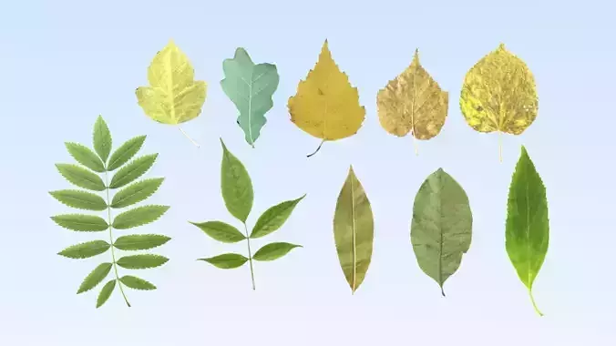 Lowpoly leaf set on sky Free low-poly 3D model